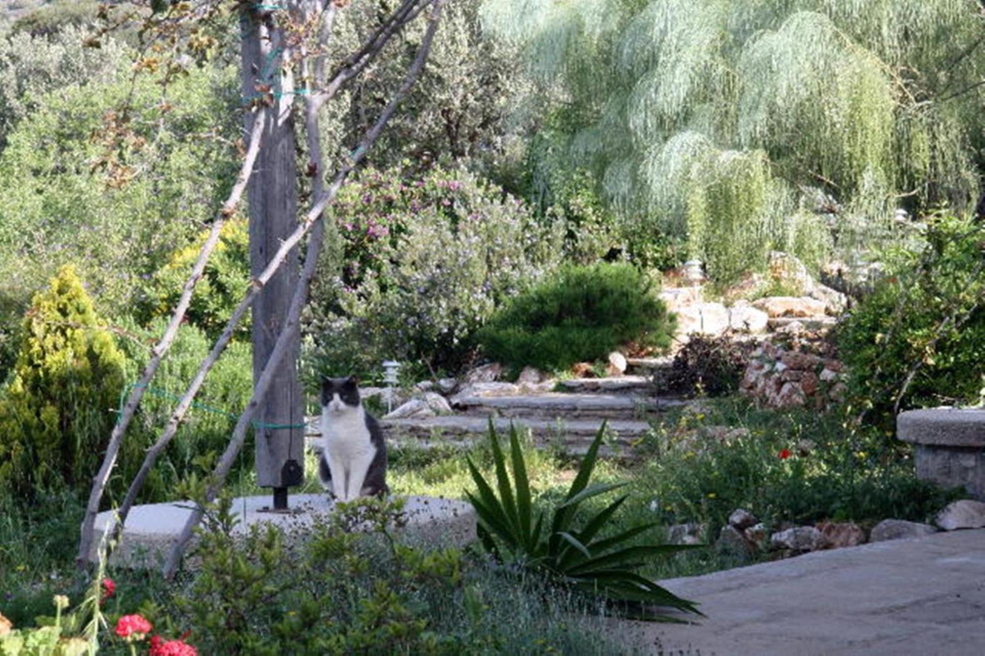 To The Garden Guest House Angairiá Екстериор снимка